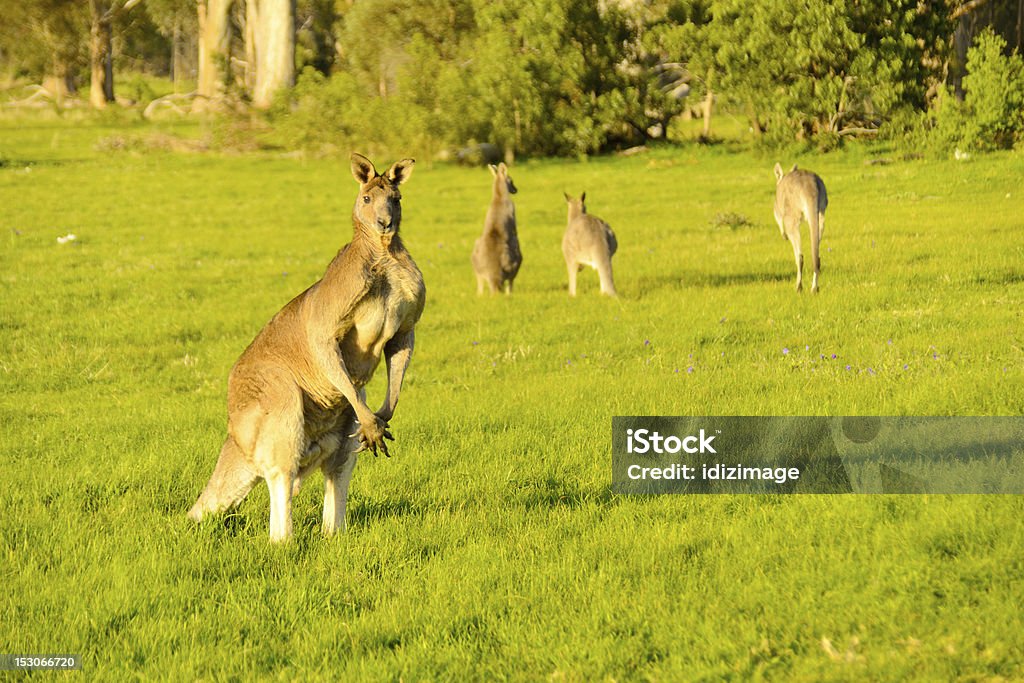 outback australiano kangaroo - Foto de stock de Animal royalty-free