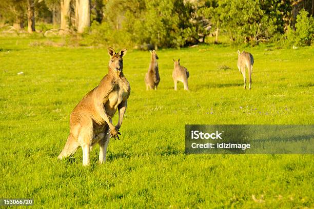 Foto de Outback Australiano Kangaroo e mais fotos de stock de Animal - Animal, Animal selvagem, Austrália