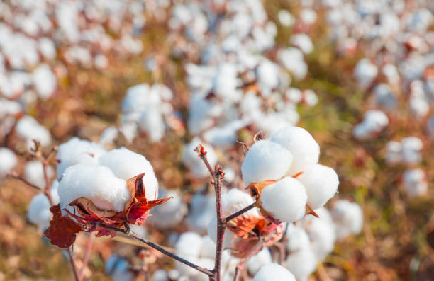 istock Cotton fields white with ripe cotton 1530670940
