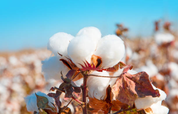 istock Cotton fields white with ripe cotton 1530671115