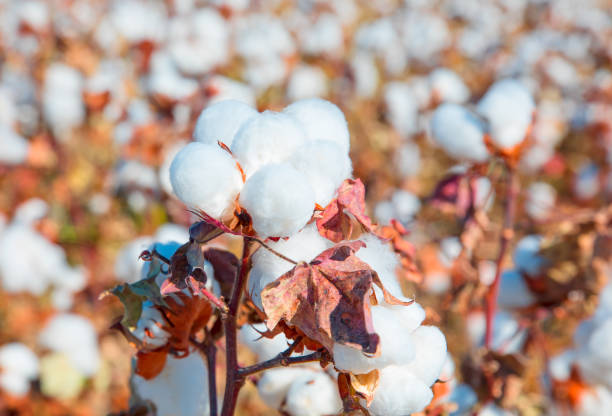 istock Cotton fields white with ripe cotton 1530671451