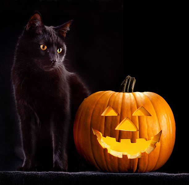 halloween pumpkin and cat stock photo