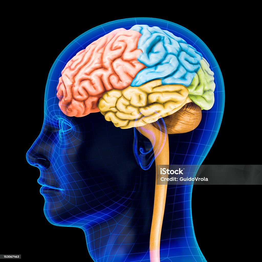 The human brain Very high resolution 3d rendering of an human brain. Medical Scan Stock Photo