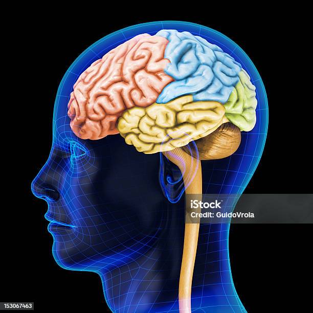 The Human Brain Stock Photo - Download Image Now - Medical Scan, Profile View, 3D Scanning