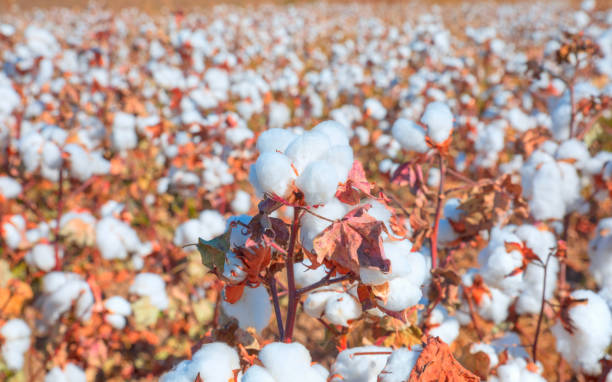 istock Cotton fields white with ripe cotton 1530676216