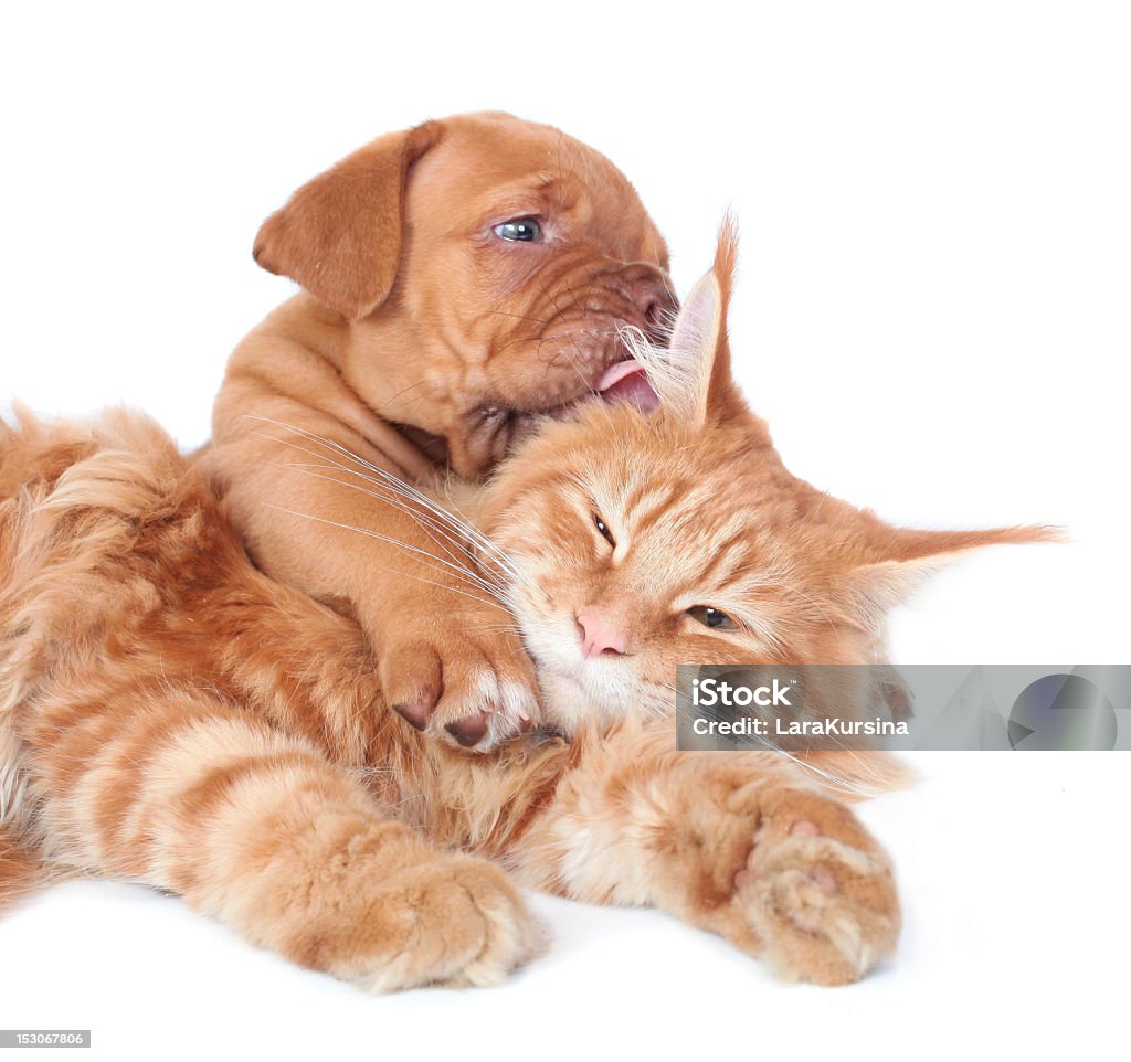 Gato y en las crías - Foto de stock de Amistad libre de derechos