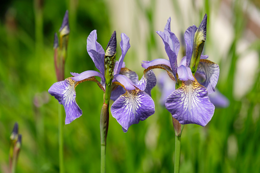 A group of beautiful purple Siberian Iris flowers with green aphids in a sunny garden. Also known as Siberian Flag and Iris Sibirica.