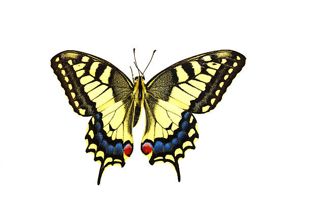 ограниченные парусник - scarce swallowtail стоковые фото и изображения