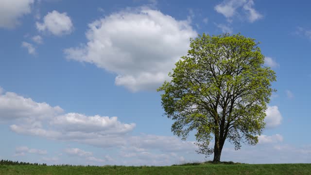 old tall maple in early spring without green foliage