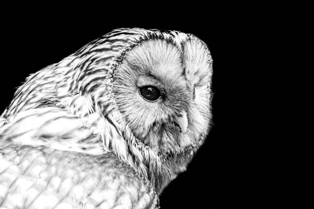 zbliżenie płomykówki - owl endangered species barn night zdjęcia i obrazy z banku zdjęć