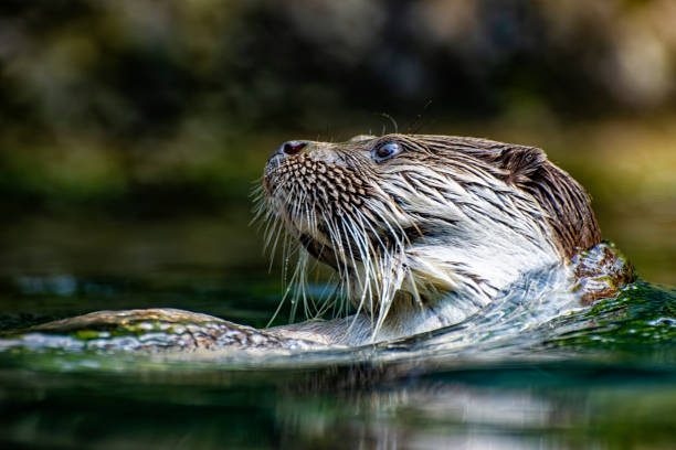 istock Close-up of an otter face 1530683173