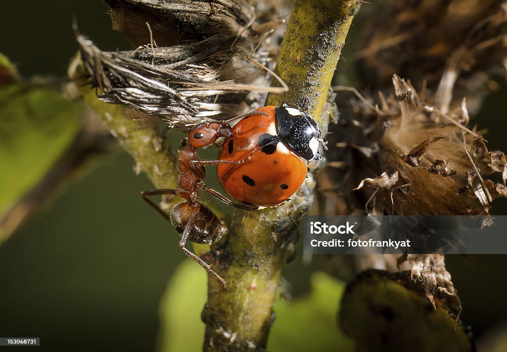 antattack - Foto de stock de Ataque animal libre de derechos