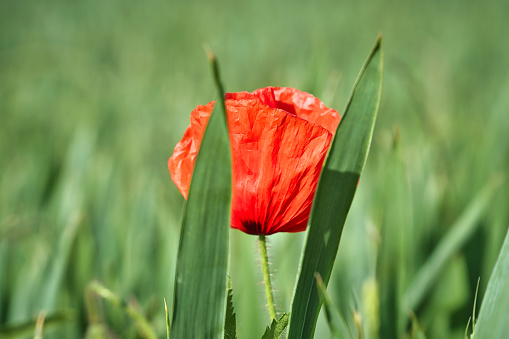 Poppy flower isolated in cornfield. Green grass in background. Landscape shot with flowers.