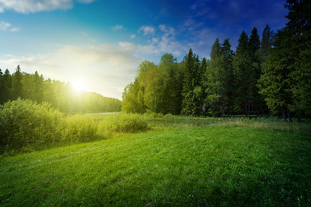 schönen sonnenuntergang über wald lake - field landscape grass green stock-fotos und bilder