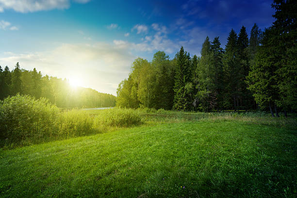 hermosa puesta de sol sobre el lago del bosque - grass lake fotografías e imágenes de stock