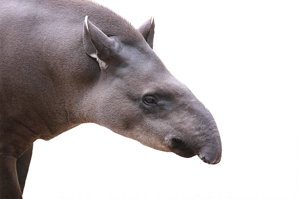 Baird's tapir face closeup shot isolated on white. This is the largest land mammal in central and south america and is a herbivore. These animals are in danger of extinction because of humans.