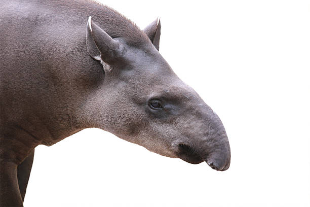 Baird's tapir face closeup shot isolated on white. stock photo