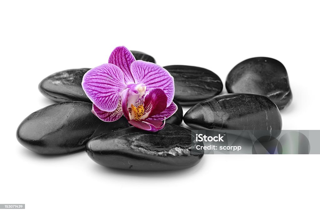 Orchidea - Foto stock royalty-free di Bianco