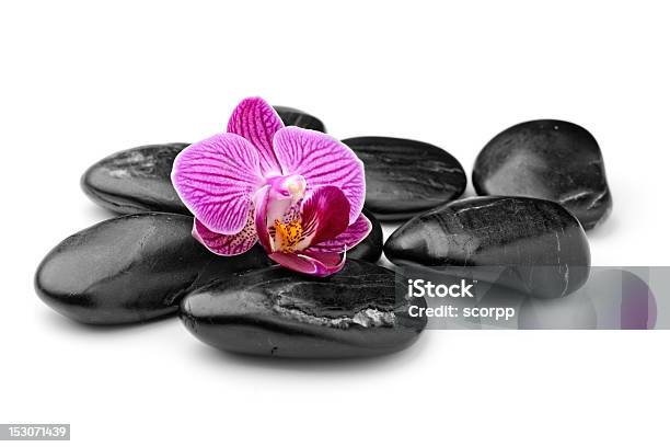 Орхидея — стоковые фотографии и другие картинки Азиатская культура - Азиатская культура, Без людей, Белый