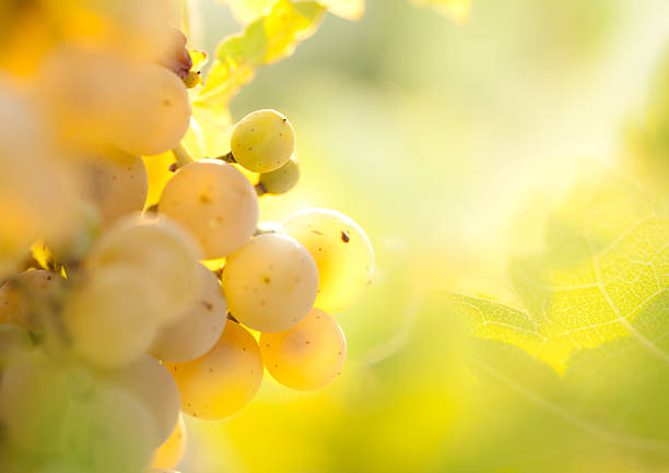 golden weintrauben - sunlit grapes stock-fotos und bilder