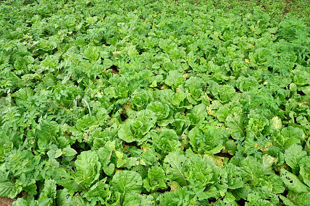 istock Cabbage Field Farm Plant Vegetable 153072035