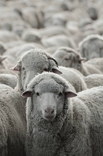 istock Many sheep crowded together with a close up on one 153073118