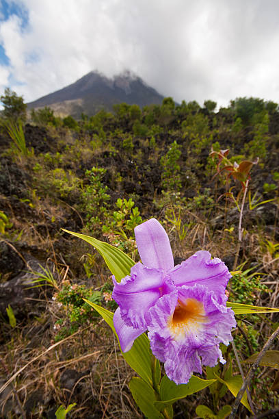 Orchid and volcano stock photo