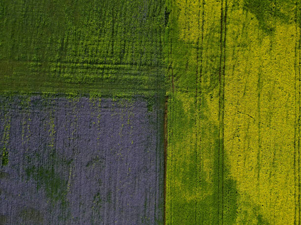istock obligation to sow different crops and biobelts for bees and butterflies. different types of crops flower at different times, and insects have enough nectar and pollen to survive. chemicals minimum 1530737530