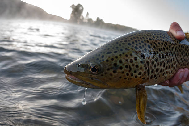 남왕 포크 brown - brown trout trout snake river dawn 뉴스 사진 이미지