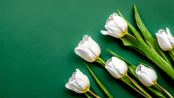 istock White tulips on dark green background top view. 1530741182