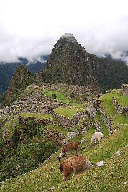 istock Llamas grazing in Machu Picchu. Peru 153074558