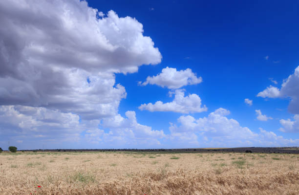 istock Wheat field in Apulia, Italy. 1530750136