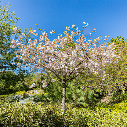 Spring colors in Dijon's Japanese garden.. Le jardin japonais à Dijon aux couleurs du printemps.