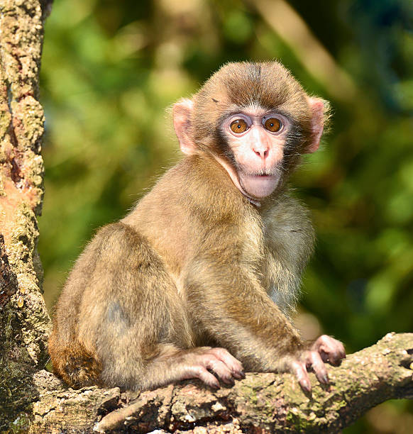 Macaco antropóide caras - foto de acervo