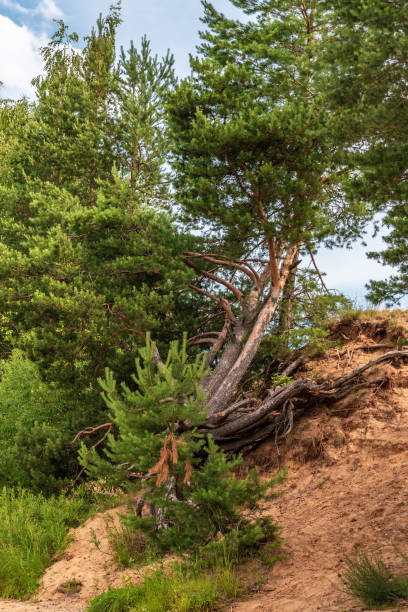 istock A pine tree grows on the edge of a cliff. 1530760109