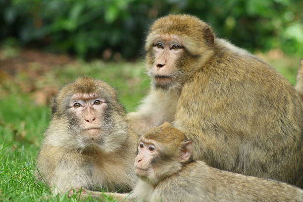 monkey family stock photo