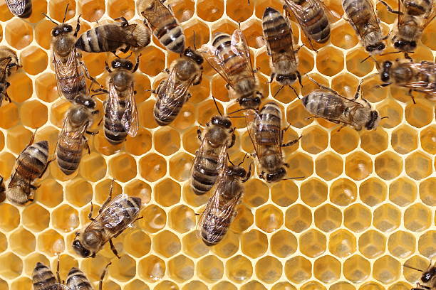 istock Work of the bees in hive 153076235