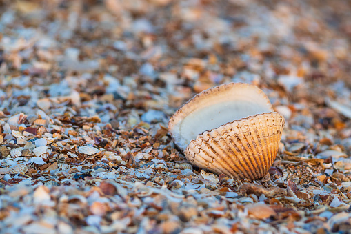Close-up of an open seashell on the seashell sand on the beach. One empty scallop shell on the beach by the sea