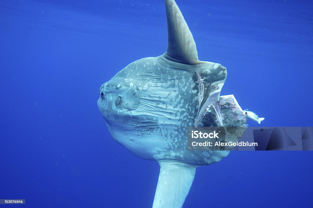 Mola - Lizenzfrei Mondfisch - Meeresfisch Stock-Foto