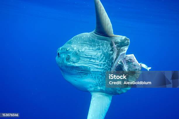 Mola Stockfoto und mehr Bilder von Mondfisch - Meeresfisch - Mondfisch - Meeresfisch, Mondfisch - Fisch, Mariner Lebensraum