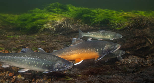 istock Arctic chars in clear water river, Greenland 153076863