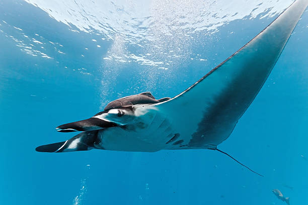 istock Manta on the blue background 153076889