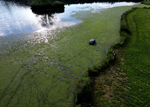 genus of free-floating aquatic plants on the pond covers the surface of the green with a layer. a stone by shore can be visited with a drone and a flight low over water lake can filmed, high angle, eutrophic, lemna, nitrate