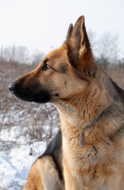 istock German shepherd dog sitting on white snow in a field. 1530776561