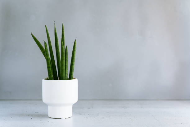 istock A green cactus in a white flower pot 1530778721