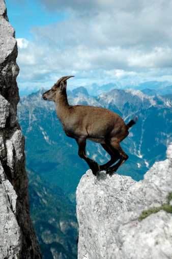 This capricorn photograph was taken in the julic alp mountains, just one second before the actual jump. The ibexes in this region of northern Italy are real rock-stars: the smallest rock thousand meter above sea level - the capricorns climb and play around on the rough lime lime stone.