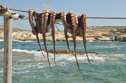 Octopus, Milos, Cyclades, Greece