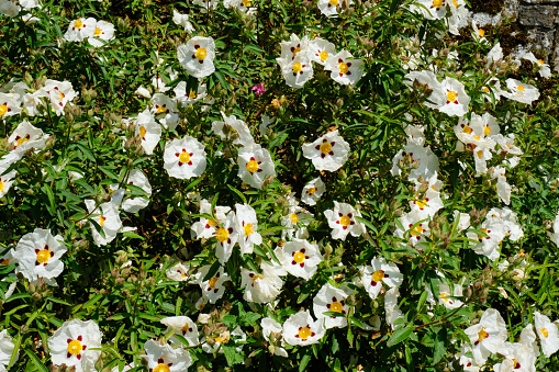 Full frame image of flowering Cistus x Purpureus 