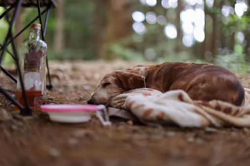 Dog sleeping soundly after camping in the wild