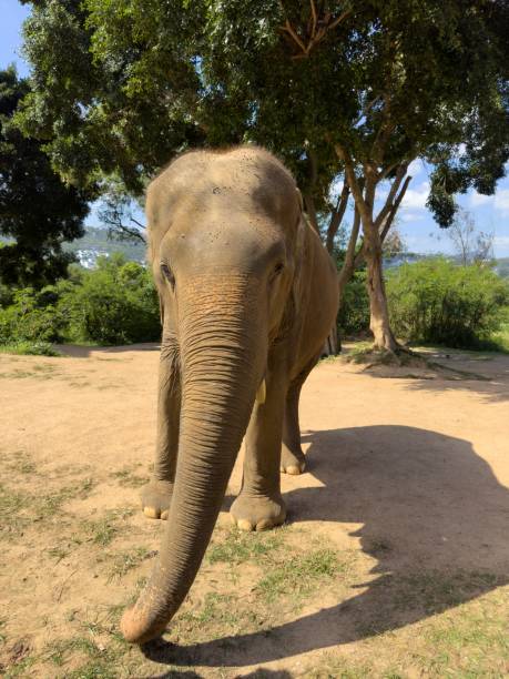 istock Majestic elephant walking across a grassy plain with trees in the background 1530801717